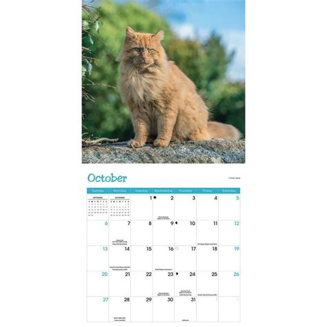 australian cats calendar 2024