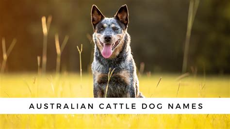 australian cattle dog names female