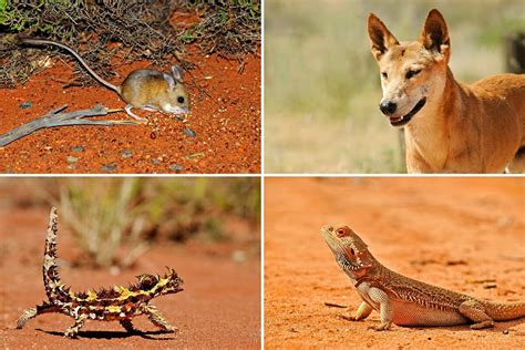 australian desert plants and animals