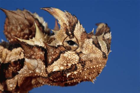 Australian Horned Devil Lizard