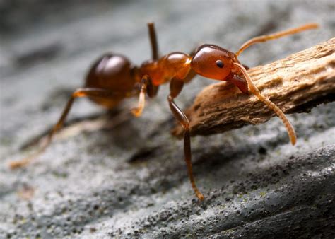 australian jumping ant species