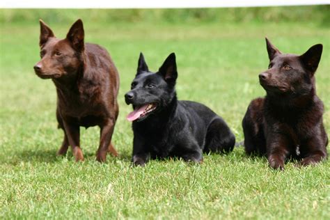 Discover the Unleashed Adventurer: Australian Kelpie Dogs as Your Ultimate Companions