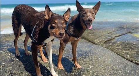 Australian Kelpie Weight