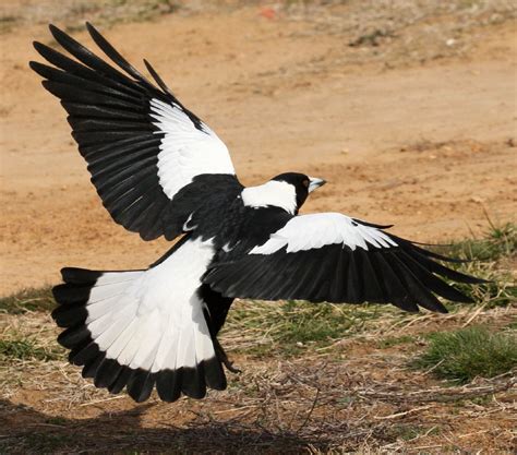 australian magpie in flight