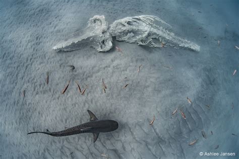 australian photographer of the year