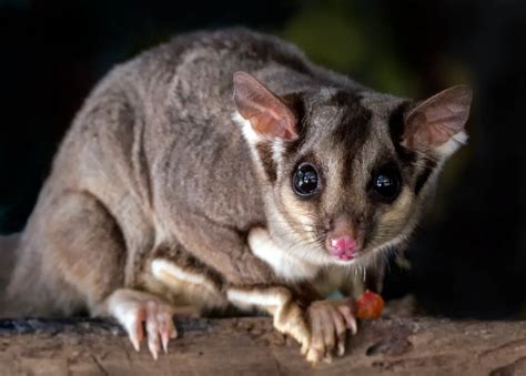 australian possums facts