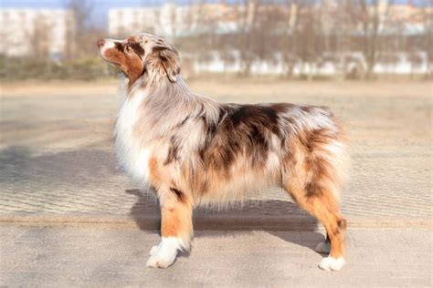 australian shepherd bobbed tail
