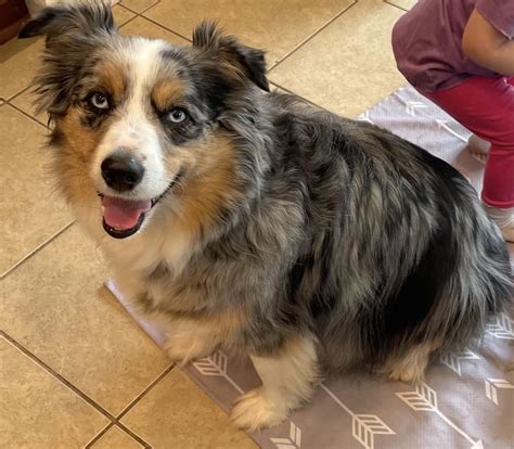 australian shepherd furever