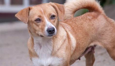 Austrian Pinscher Dog Breeds Info, History, Temperament, Training