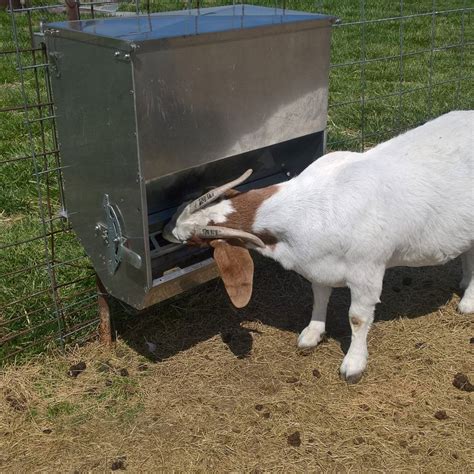 Auto Feeder Goats