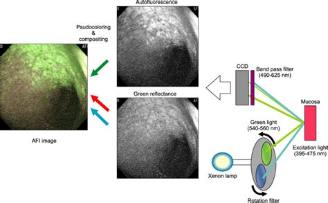 Auto Fluorescence Imaging