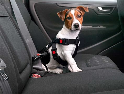 ATPWONZ HundeSicherheitsgurt fürs Auto Wertbeständiger Chrom