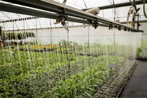 Automatic Greenhouse Watering System