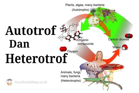 Bakteri Autotrof Memperoleh Makanan Dengan Cara Tania Blogz