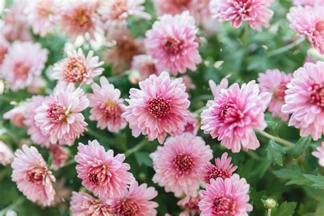 Autumn Chrysanthemum Plants: A Guide To Vibrant Fall Blooms