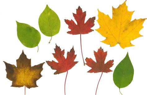 10 Best Fall Leaves Printable Templates