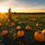 autumn pumpkin patch