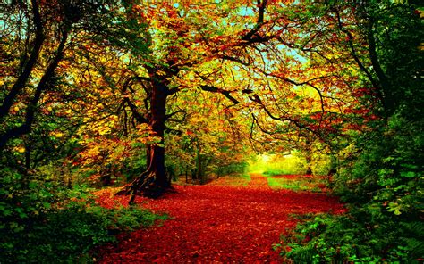 Autumn Themed Wallpapers: Embrace The Beauty Of Fall
