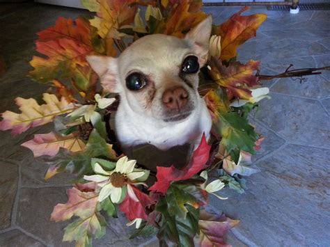 autumn 2023 specials for chihuahua puppies
