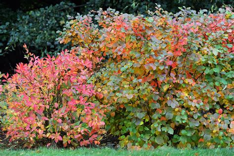 autumn bushes