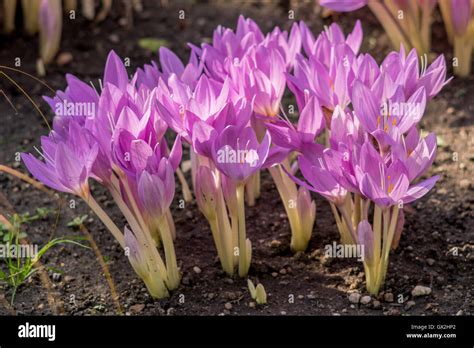 autumn crocuses