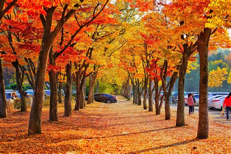 autumn foliage in south korea