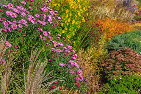 autumn perennials