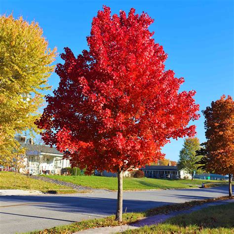autumn red maple