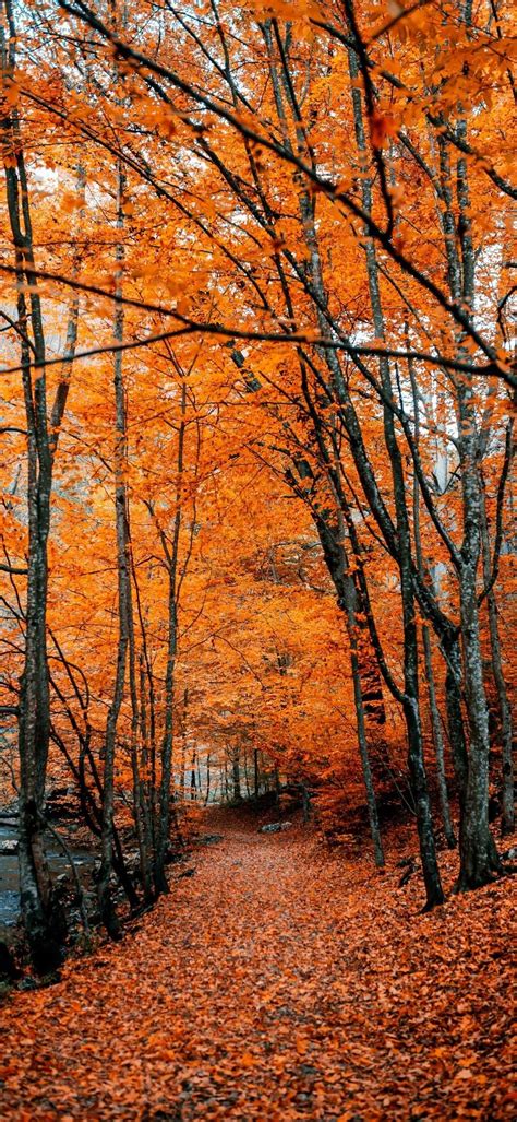 Autumn Android Wallpapers Wallpaper Cave