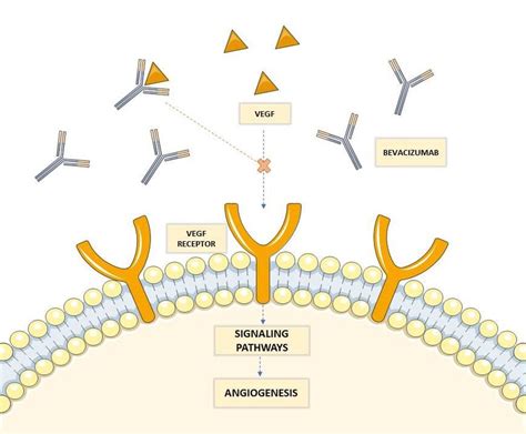 avastin mechanism of action video