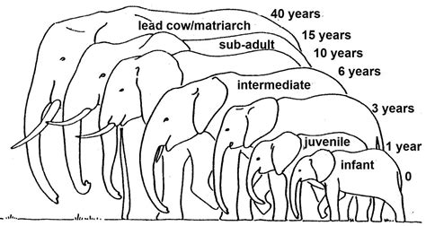 What Is The Average Age Of Elephants In The Wild And Captivity