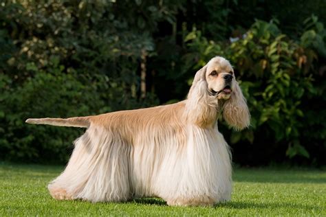 average age of show cocker spaniel