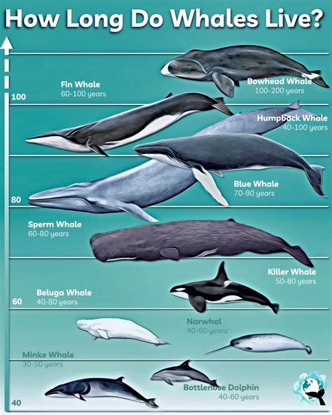 average age of whales