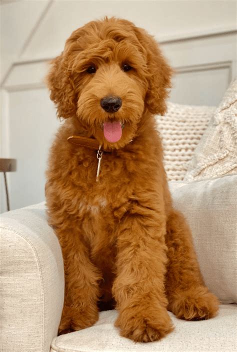 average cost of a goldendoodle puppy