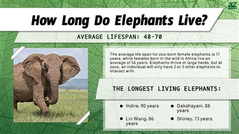 average elephant birth age in 198