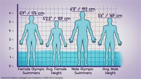 average height olympic swimmer
