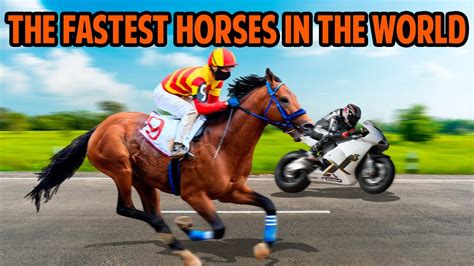 average horse max speed