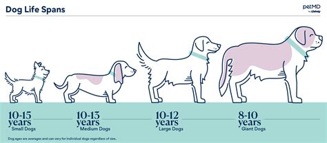 average life of a dog male