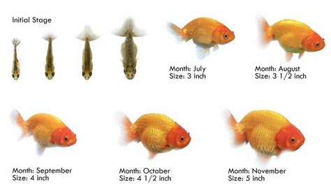 average life of a goldfish