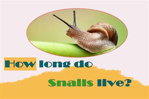 average life span of a snail