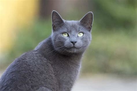 average life span of russian blue cat