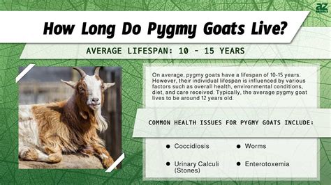 average lifespan of a goat