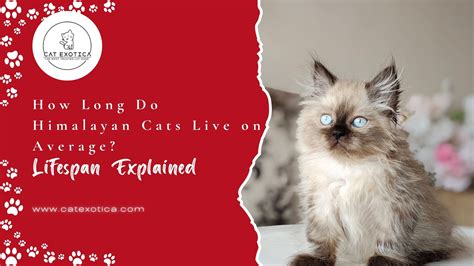 average lifespan of a himalayan cat