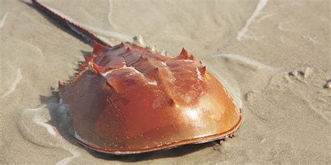 average lifespan of a horseshoe crab
