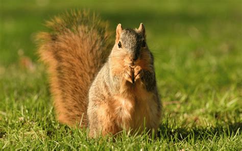 Defining The Average Lifespan Of A Squirrel Based On Habitat And Species