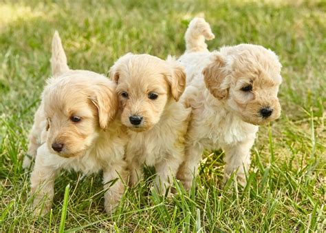 Average Litter Size Goldendoodles