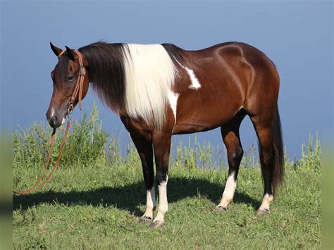 Average Paint Horse Cost