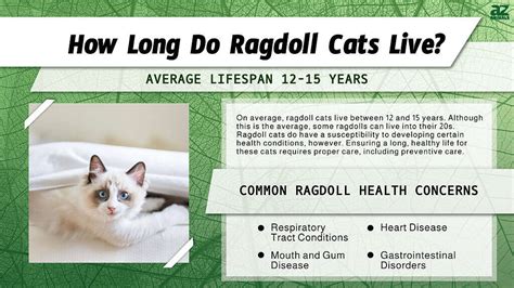 average ragdoll cat lifespan
