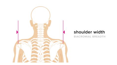 average shoulder width by height