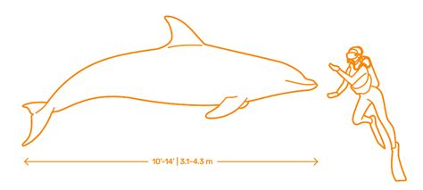 average size of a dolphin